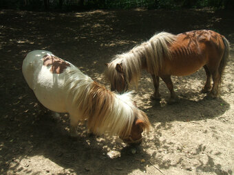 PREDÁM MINI PONíKY - 4