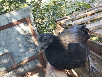 Ayam cemani + krizence - 4