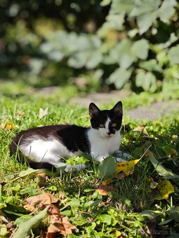 Darujem mačiatka kocúrov - 4