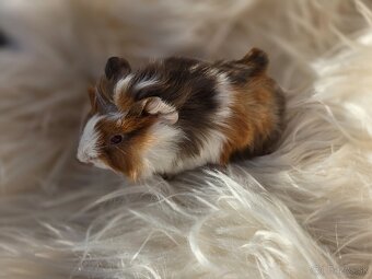 Morské prasiatka - 4