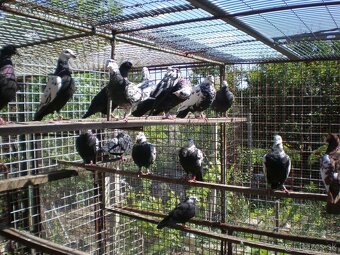 Predám poštové holuby - 4