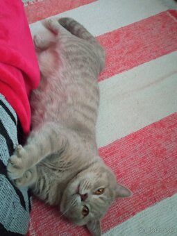 Kocúr na krytie - 4