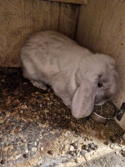 francuzsky baran - 4