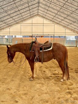 Na predaj 4r APH valach - 4