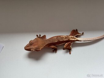 C. ciliatus red LW phantom samica - 4