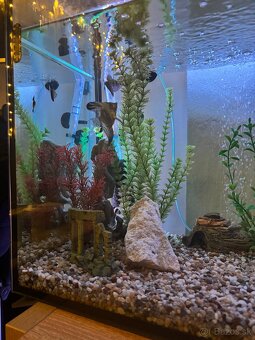 Akvárium - 4