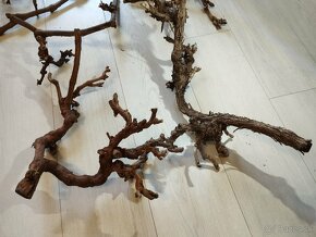 Korene vínnej révy a náplavové korene - 4