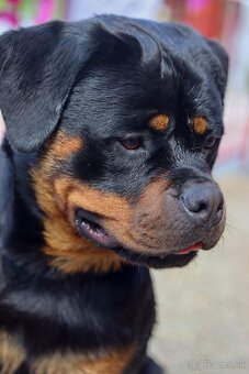 Rotvajler, Rottweiler s PP - 4