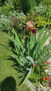 Figa, cernica, nemecke kosatce iris - 4