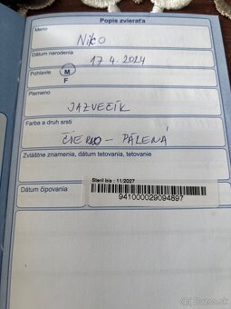 Jazvečík - 4