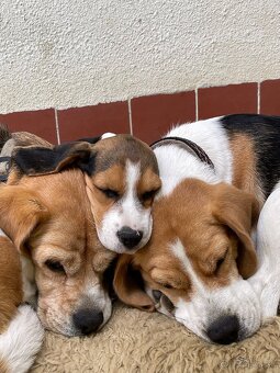Steniatká beagle, bígl, bigel - 4