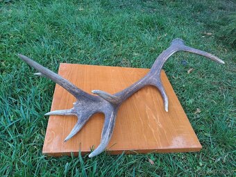 Predám raritný zhod z jeleňa 18toraka. Váha 2,32kg. Dĺžka cc - 4