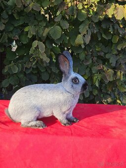 Predám králiky francúzsky strieborný - 4