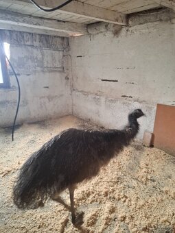 Emu - 4