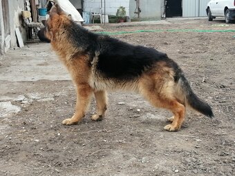 Na predaj pes nemeckého ovčiaka - 4
