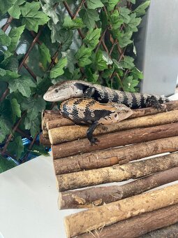 Tiliqua gigas - 4