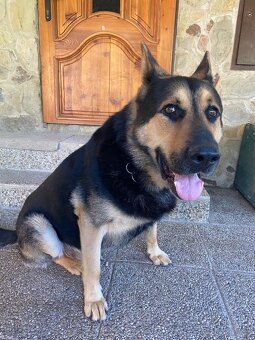 Nemecký ovčiak na krytie - 4