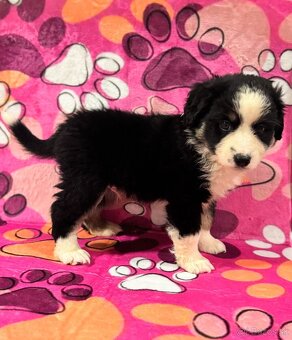 Miniaturní Americký ovčák, pejsek již k odběru - 4