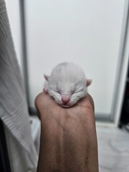 Ruská modrá biela- mačiatko na predaj - 4