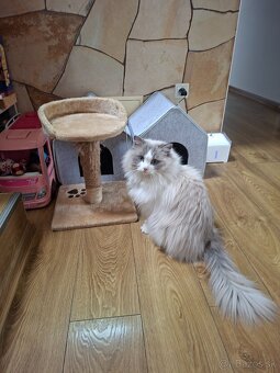 Ragdoll - 4
