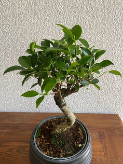 Fikus Ficus Retusa bonsaj - 4