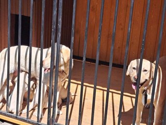 Šteniatka labrador - 4