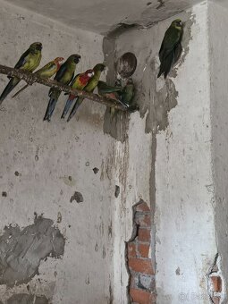 predám - 4