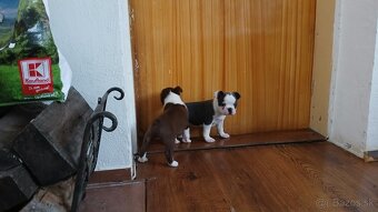 Bostonský terier. - 4