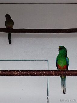 Papagáj mnohofarebný - 4