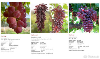 Stolový vinič - sadenice - 4