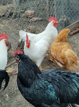 Australorpky Leghorn - 4