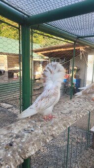 Holuby Parohnare,Kapuciny,Poštove biele - 4