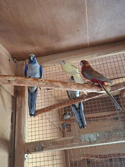 Pár rozela penant - 4