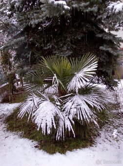 Palmové semená - Trachycarpus fortunei - 4