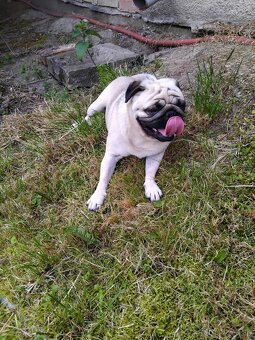 Mops - 4