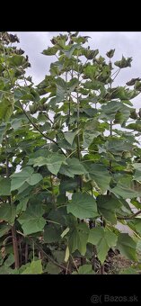 paulownia - 4