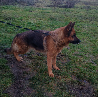 Na predaj nemecký ovčiak - 4