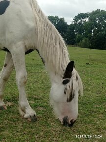 Krásný strakatý koník vhodný i k dětem - 4