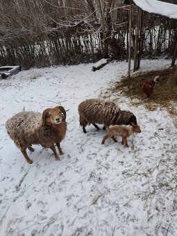 Baranček, Ouessantská ovca - 4