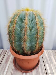Kaktus - 4