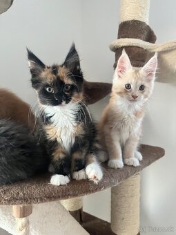 maciatka maine coon/ mainska myvalia - 4