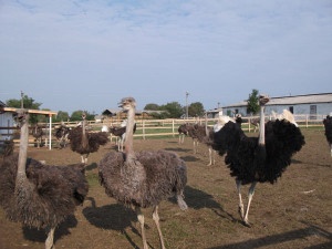 Predám pštrosa afrického - 4