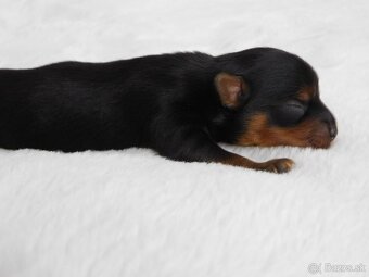 Yorkshire terrier - 4