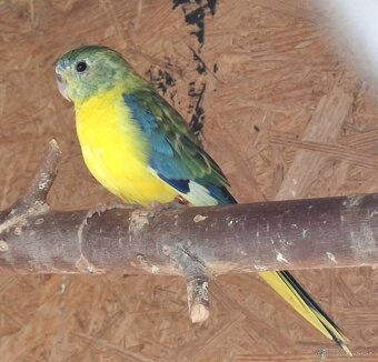 Neoféma tyrkysová žltobruchý opalín - 4