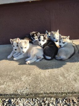 Šteniatka sibírsky husky - 4