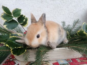 Morčatá a zdrobnený králik - 4