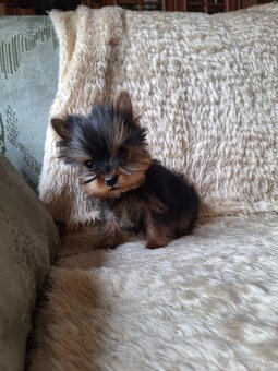 York,yorkšhir, yorkšhirský terier - 4