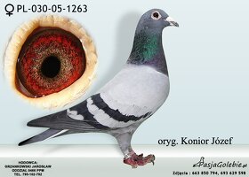 Poštové holuby - 4
