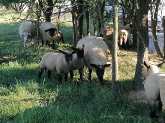 mäsové jahňatá- REZERVOVANĚ - 4
