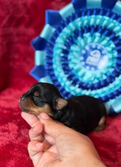 Yorkshire terrier, york - 4